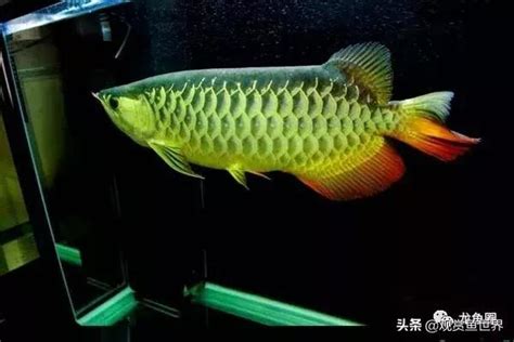 養龍魚|飼養龍魚不難，開缸新手準備攻略，不花哨夠用就好！。